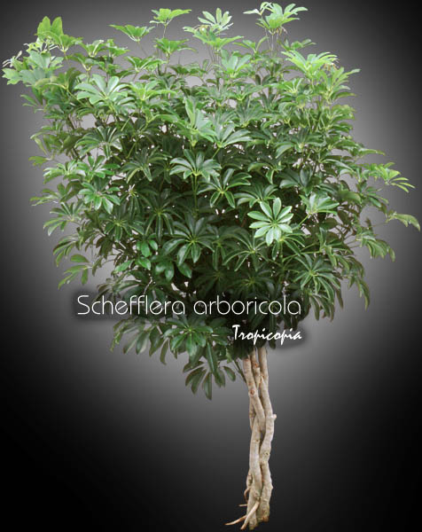 Schefflera - Schefflera arboricola - Plante parasol - Hawaiian elf, Parasol plant